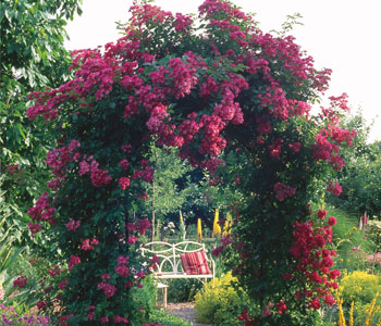 Rose Arches