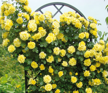 Climbing Roses for stunning colourful scented displays