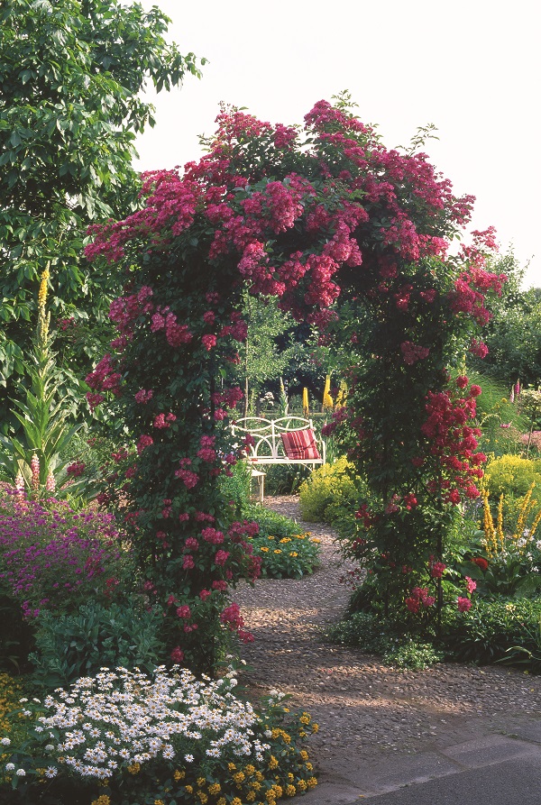 Climbing Rose Supports