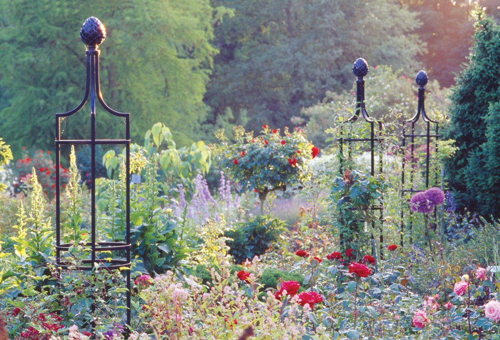 stunning climbing rose and plant displays