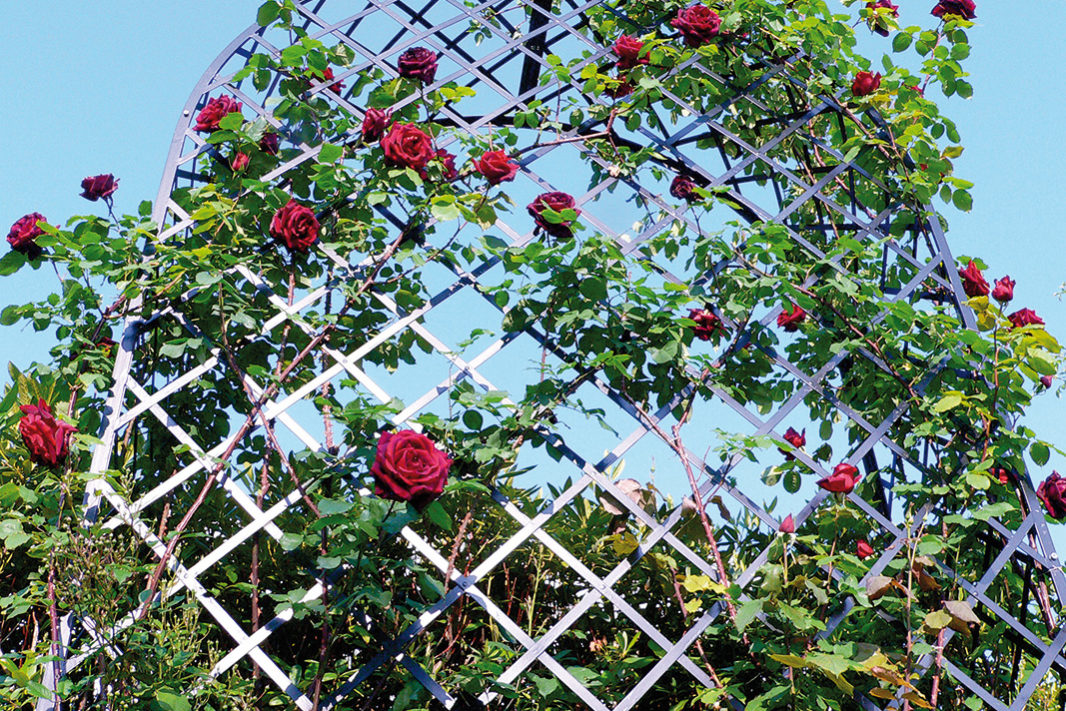 Rose Arbours