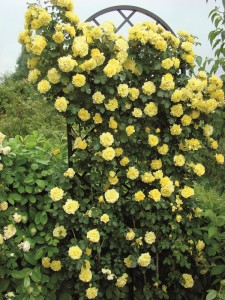 A classic support for a climbing rose - Rose Trellis Beekman