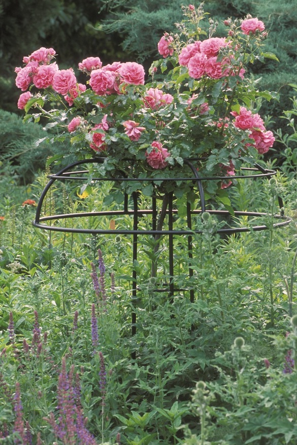 Rose Umbrella - weeping rose support